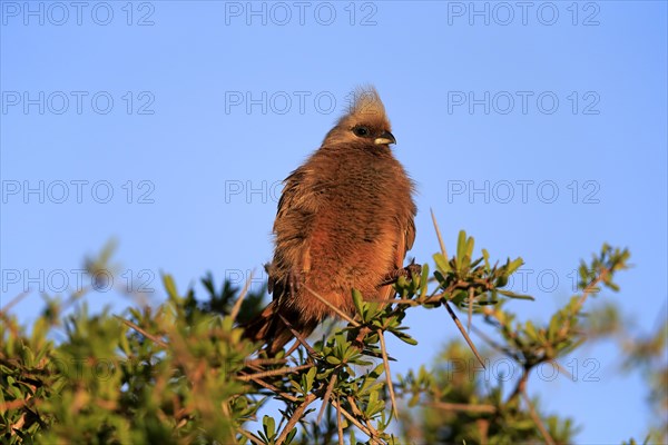 Speckled mousebird (Colius striatus)