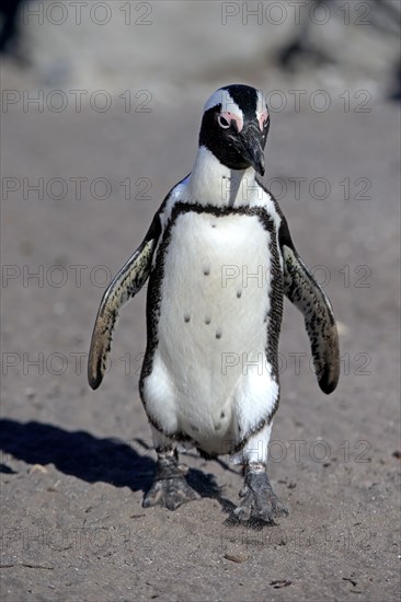 African penguin (Spheniscus demersus)