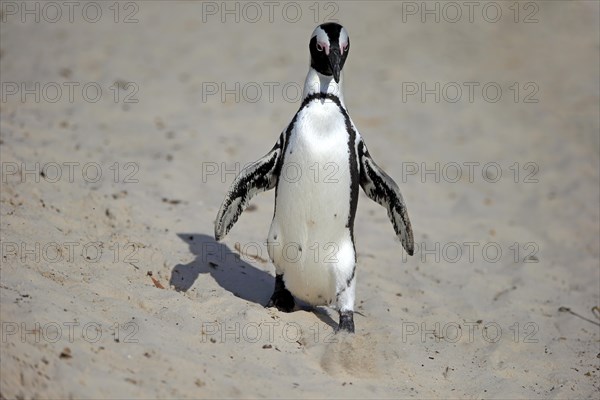 African penguin (Spheniscus demersus)