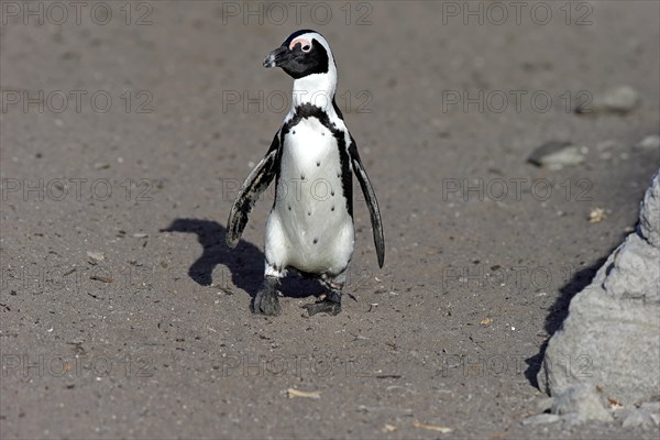 African penguin (Spheniscus demersus)