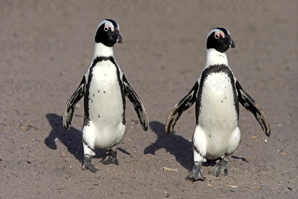 Two African penguins (Spheniscus demersus)