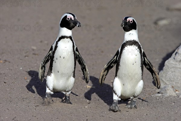 Two African penguins (Spheniscus demersus)