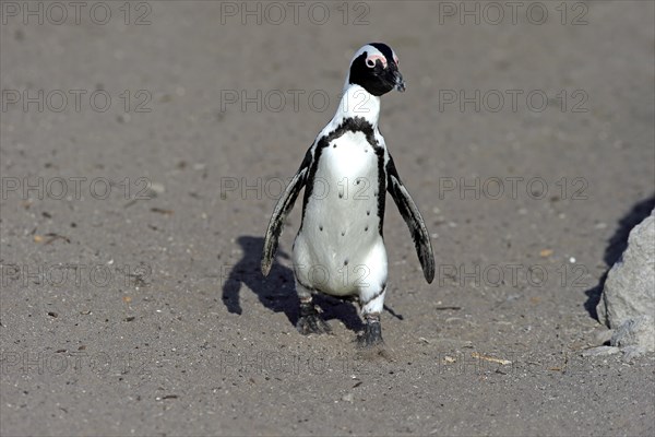 African penguin (Spheniscus demersus)