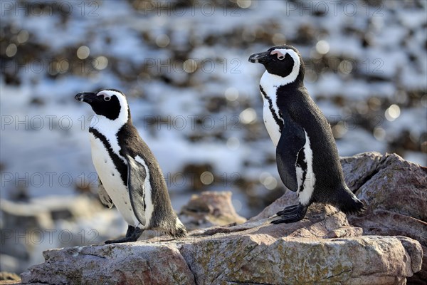 African penguins (Spheniscus demersus)