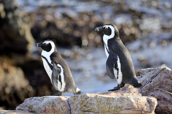 African penguins (Spheniscus demersus)