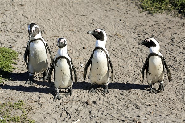 African penguins (Spheniscus demersus)