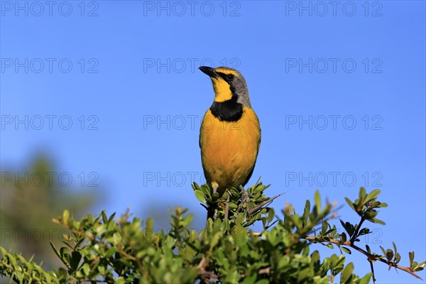 Yellow-throated Longclaw (Macronyx croceus)