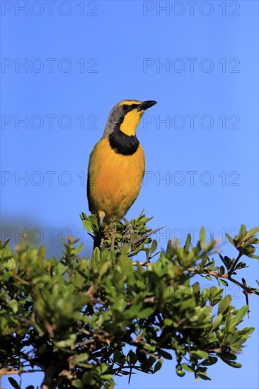 Yellow-throated Longclaw (Macronyx croceus)