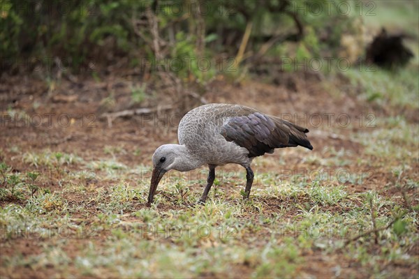 Hadada Ibis (Bostrychia hagedash)