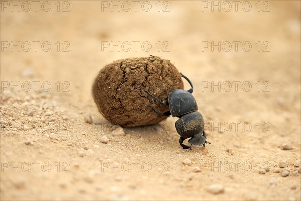 Dung beetle (Scarabaeus sacer)