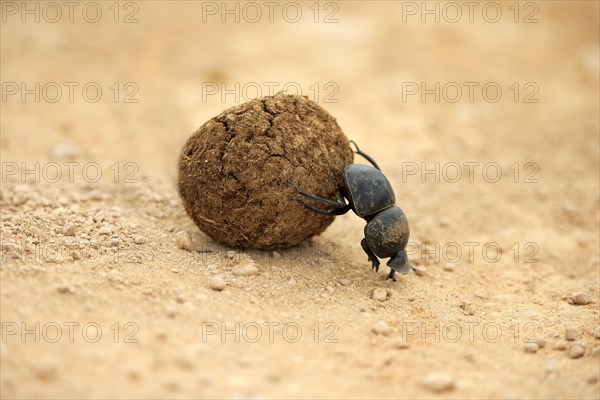 Dung beetle (Scarabaeus sacer)