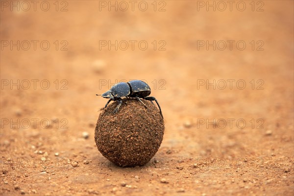 Dung beetle (Scarabaeus sacer)