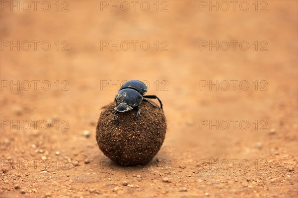 Dung beetle (Scarabaeus sacer)