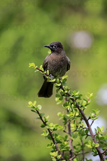 Cape Bulbul (Pycnonotus capensis)