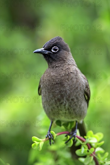 Cape Bulbul (Pycnonotus capensis)