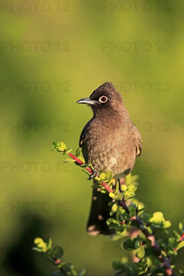 Cape Bulbul (Pycnonotus capensis)