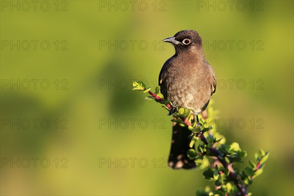 Cape Bulbul (Pycnonotus capensis)