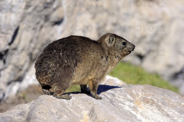 Cape hyrax (Procavia capensis)