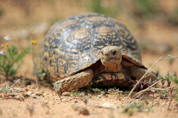 Leopard tortoise (Testudo pardalis)