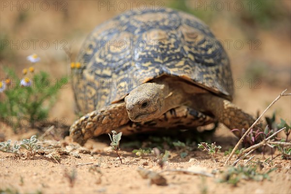 Leopard tortoise (Testudo pardalis)