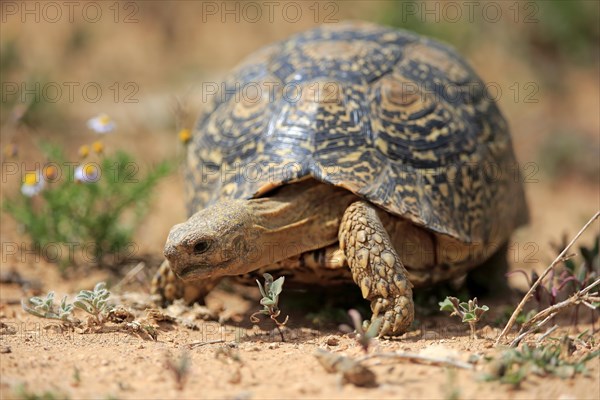 Leopard tortoise (Testudo pardalis)