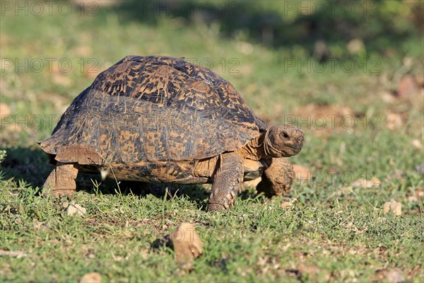 Leopard tortoise (Testudo pardalis)