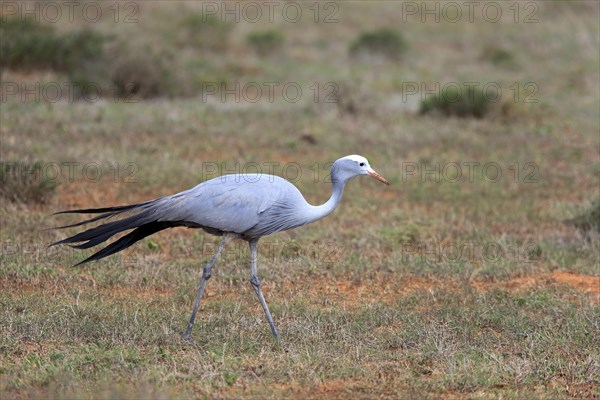 Paradise Crane (Anthropoides paradisea)