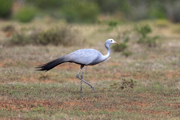 Paradise Crane (Anthropoides paradisea)