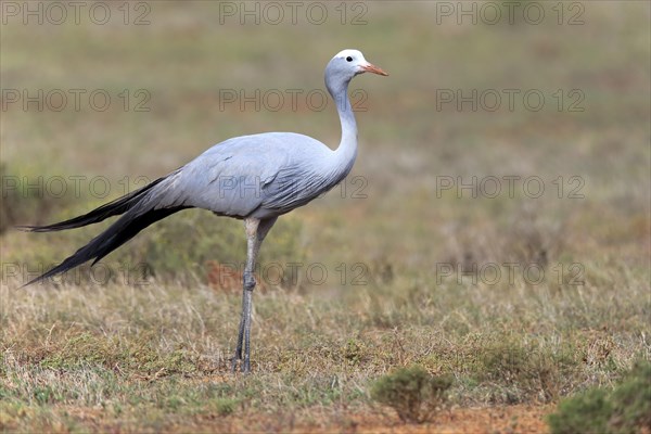 Paradise Crane (Anthropoides paradisea)