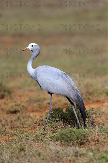 Paradise Crane (Anthropoides paradisea)