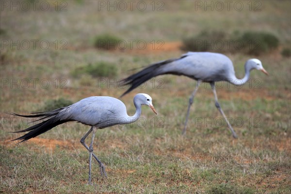 Paradise Crane (Anthropoides paradisea)