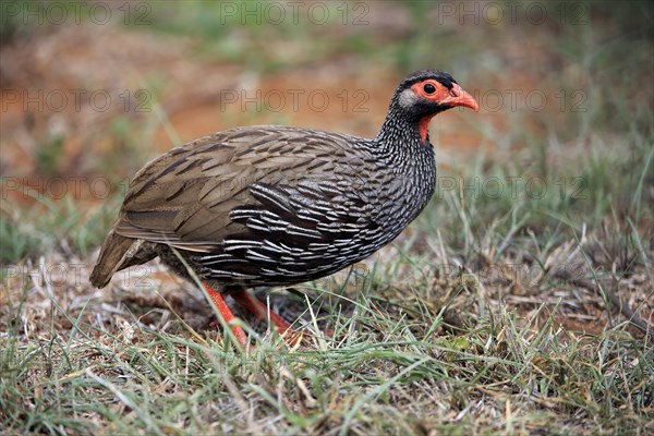 Red-necked spurfowl (Francolinus afer)