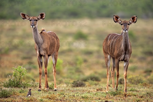 Zambezi greater kudu (Strepsiceros zambesiensis)