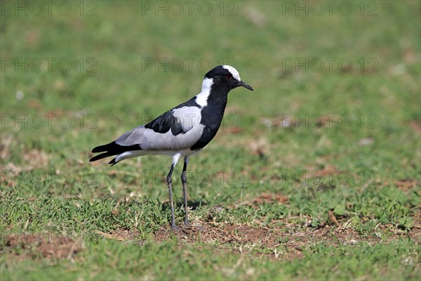 Blacksmith lapwing (Vanellus armatus)