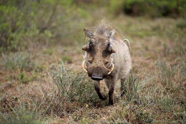 Warthog (Phacochoerus aethiopicus)