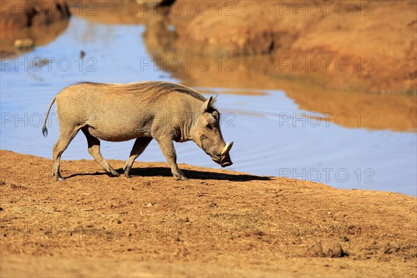 Warthog (Phacochoerus aethiopicus)