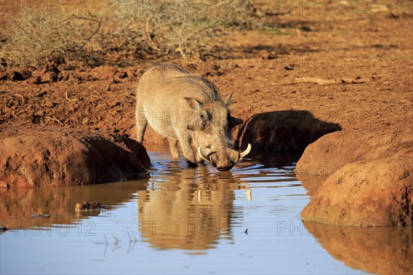 Warthog (Phacochoerus aethiopicus)