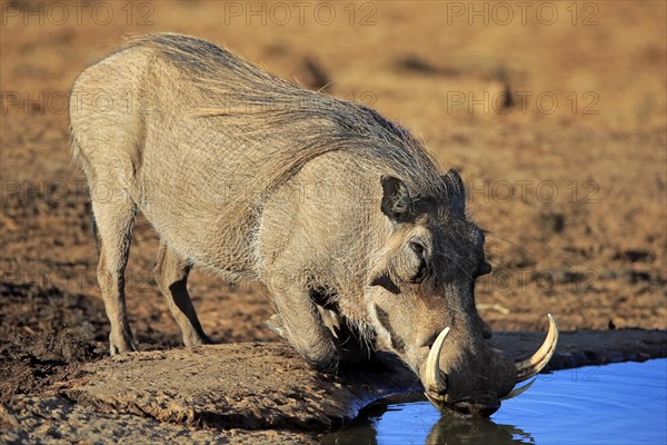 Warthog (Phacochoerus aethiopicus)