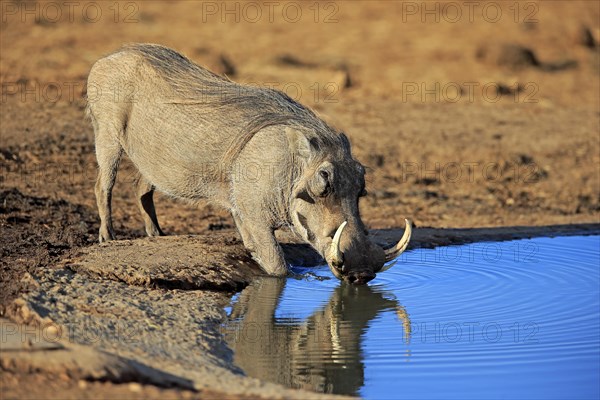 Warthog (Phacochoerus aethiopicus)