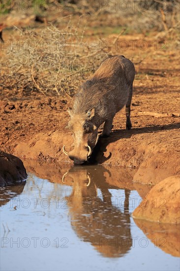 Warthog (Phacochoerus aethiopicus)