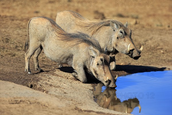 Two warthogs (Phacochoerus aethiopicus)