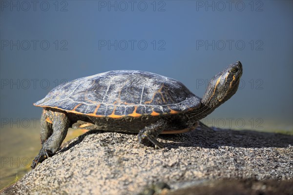 Red-eared slider (Trachemys scripta elegans)