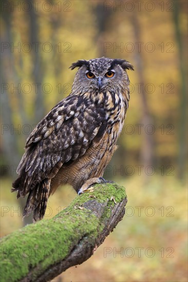 Eurasian eagle-owl (Bubo bubo)