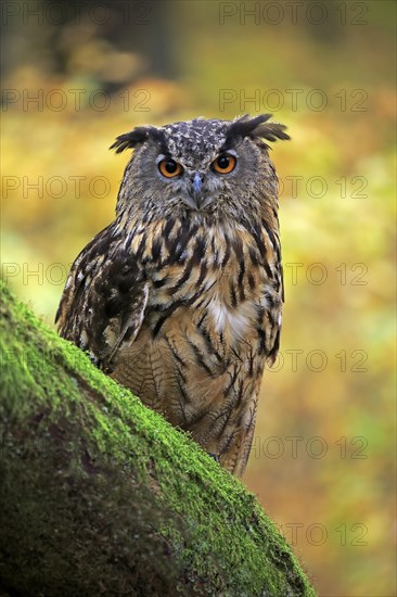 Eurasian eagle-owl (Bubo bubo)