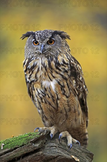 Eurasian eagle-owl (Bubo bubo)