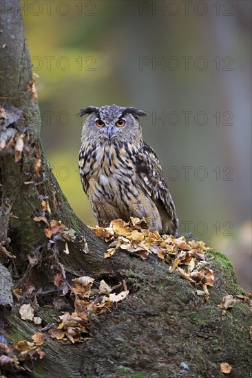 Eurasian eagle-owl (Bubo bubo)