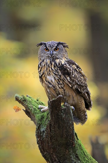 Eurasian eagle-owl (Bubo bubo)