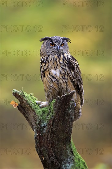 Eurasian eagle-owl (Bubo bubo)