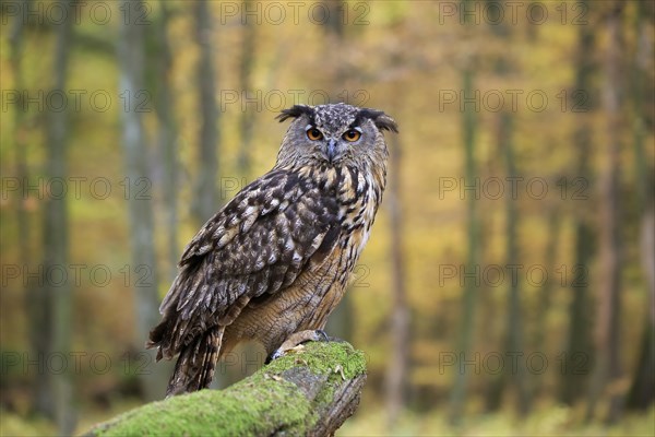 Eurasian eagle-owl (Bubo bubo)