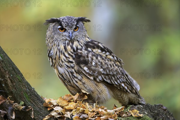 Eurasian eagle-owl (Bubo bubo)